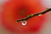 Flower Droplet by Buster Brown Photography