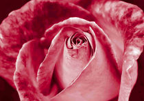A Rose For My Love von Graham Prentice