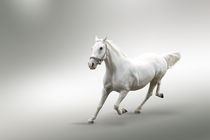 White horse in motion by tkdesign