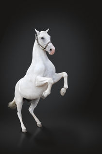 White horse rearing von tkdesign