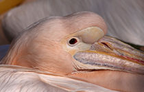 Pelikan von Wolfgang Dufner