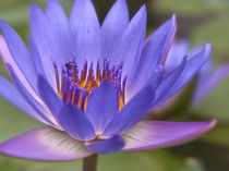 Blaue Lotosblume von Helga Sevecke