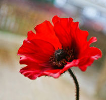 Poppy by Buster Brown Photography