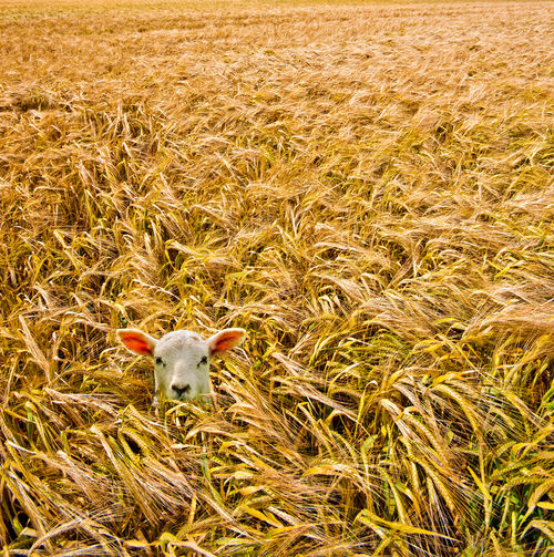 Lamb-in-wheat