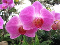 Altrosa Orchidee by dalmore