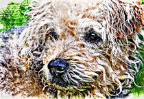scruffiest dog in the world by meirion matthias