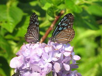 Schmetterling in Thailand 2 von dalmore