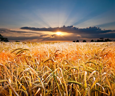 Wheat-and-sunset