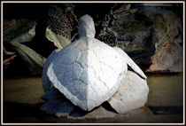 Schildkröte by Petra Hinz
