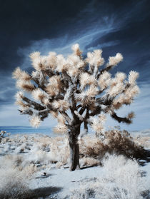 Joshua Tree - Infrared by Martin Krämer
