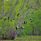 Black-bellied-whistling-duck0027