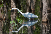 Great Egret by Louise Heusinkveld