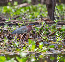 Green Heron by Louise Heusinkveld