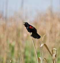 Red-winged Blackbird Singing by Louise Heusinkveld