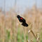 Red-winged-blackbird0079