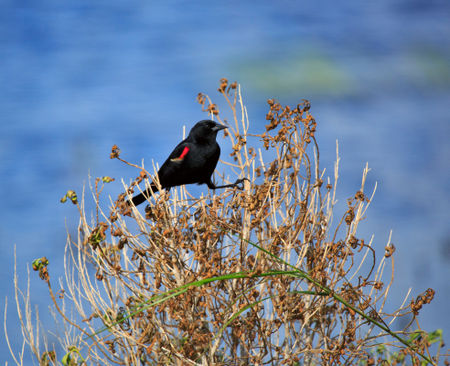 Red-winged-blackbird0080