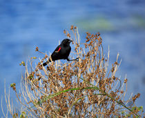 Red-winged Blackbird von Louise Heusinkveld