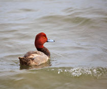 Redhead Duck by Louise Heusinkveld