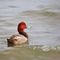 Redhead-duck0087