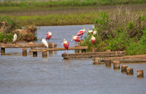 Spoonbills and Snowy Egrets by Louise Heusinkveld