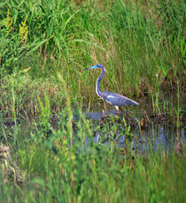 Tricolored Heron by Louise Heusinkveld