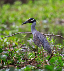 Yellow-crowned Night Heron by Louise Heusinkveld