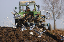 Möwen am Trecker - Seagulls on the tractor by ropo13