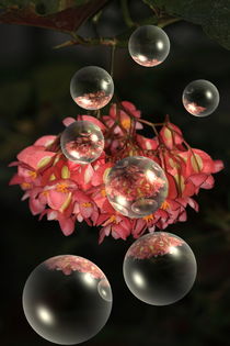 Blütenpracht by Armin Frey
