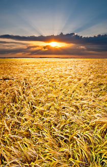 barley at sunset vertical by meirion matthias