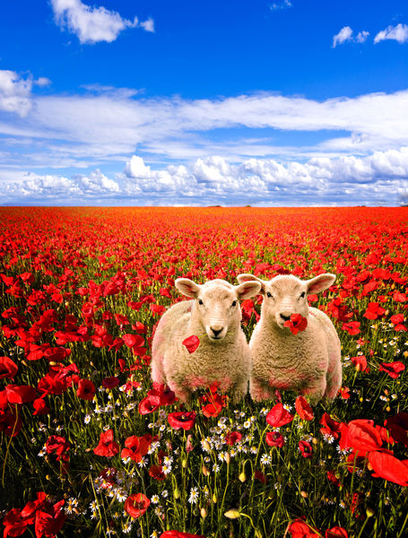 Poppy-field-and-lambs
