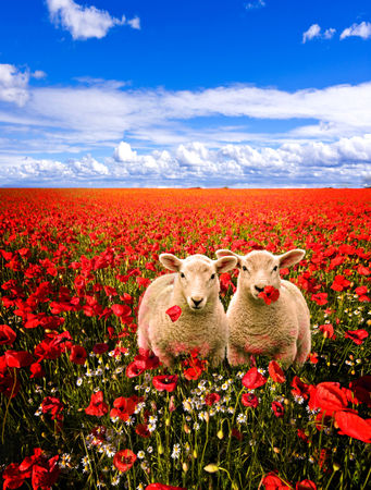 Poppy-field-and-lambs