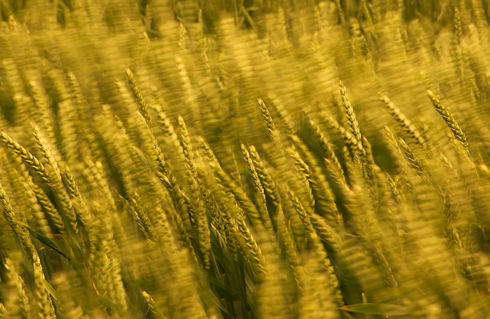 Wind-blown-barley