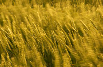 windblown wheat by meirion matthias