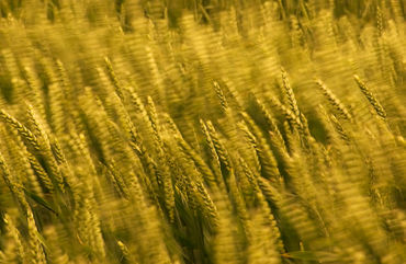 Wind-blown-barley
