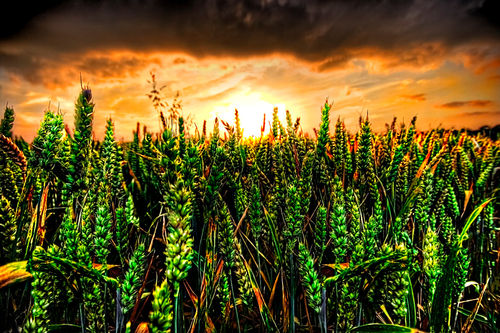 Sunset-wheat