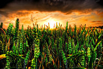 sunset with wheat by meirion matthias