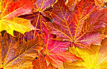 Maple the king of autumn by meirion matthias