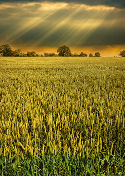 Barley-field