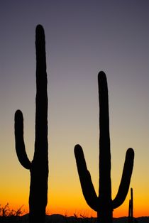Saguaro NP von usaexplorer
