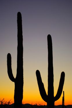 2-saguaro-np