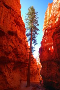Wall Street - Bryce Canyon by usaexplorer