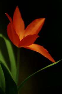 Tulpe orange by Christine Bässler