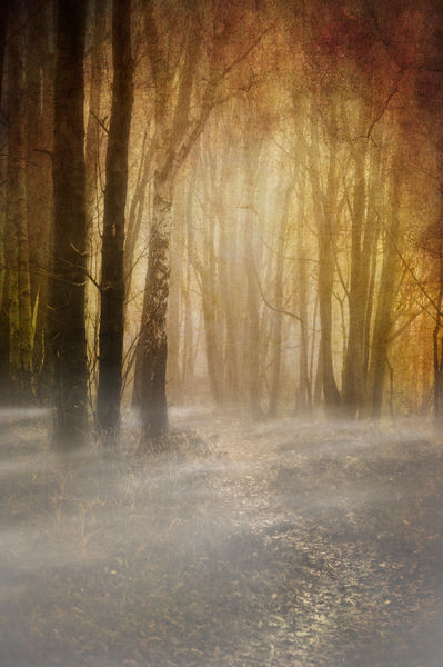 Foggy-woods2
