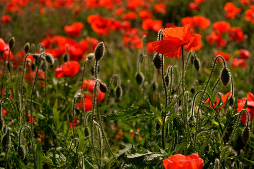 Backlit-poppies