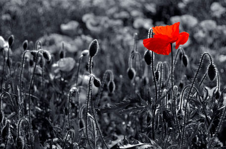 Backlit-poppies-composite