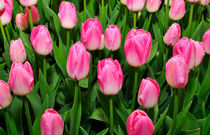 Pink Tulip von Jens Uhlenbusch