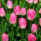 'Pink Tulip' von Jens Uhlenbusch