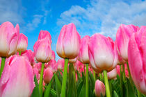 Pink Tulips under blue sky by Jens Uhlenbusch