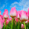 'Pink Tulips under blue sky' von Jens Uhlenbusch