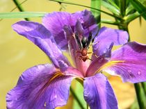 Artistic Purple Iris and Wasp von Warren Thompson